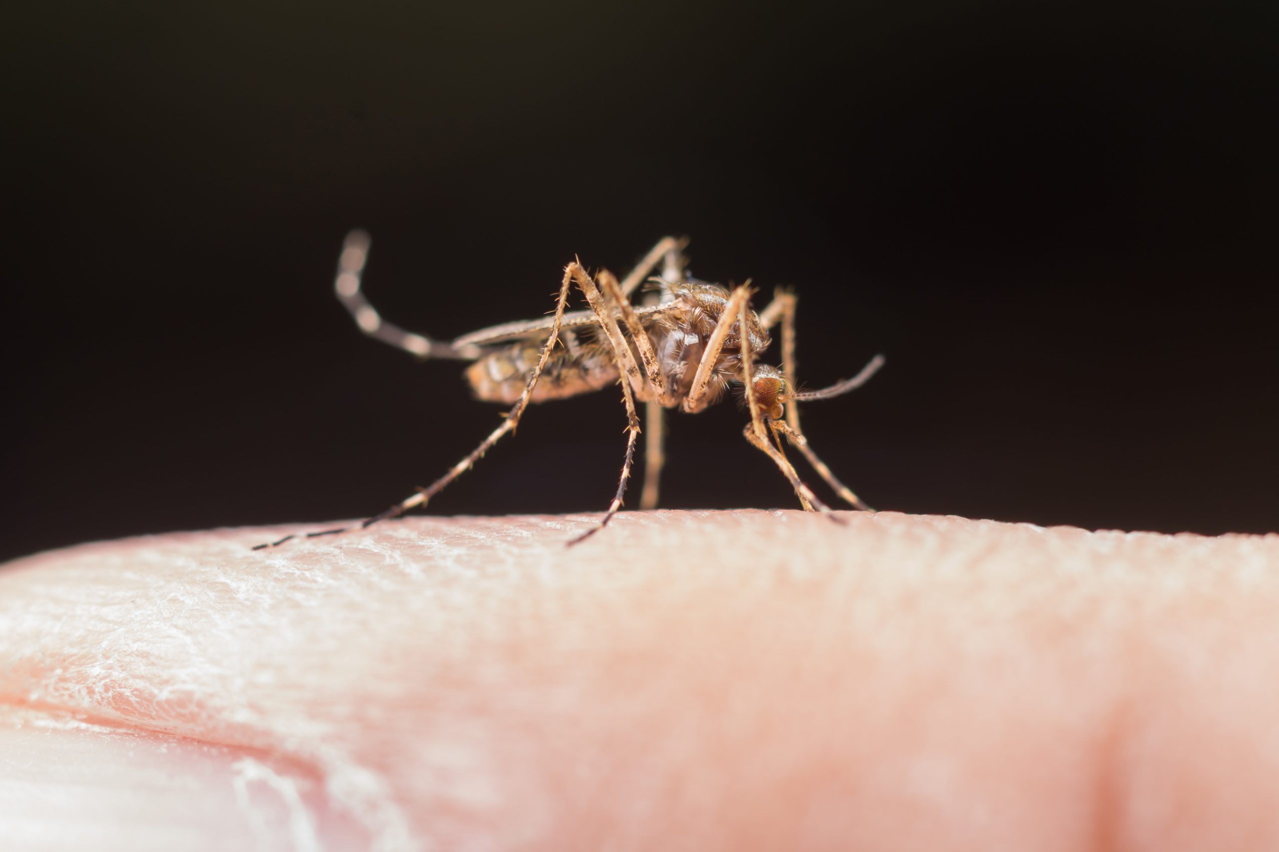 Você está visualizando atualmente Dengue: Brasil tem 3,2 mil casos a cada 100 mil habitantes