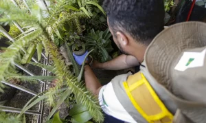 Leia mais sobre o artigo Dengue: confira recomendações do MS aos gestores estaduais e municipais de saúde