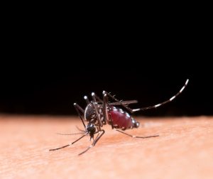 Leia mais sobre o artigo Dengue: atenção aos primeiros sinais pode salvar vidas