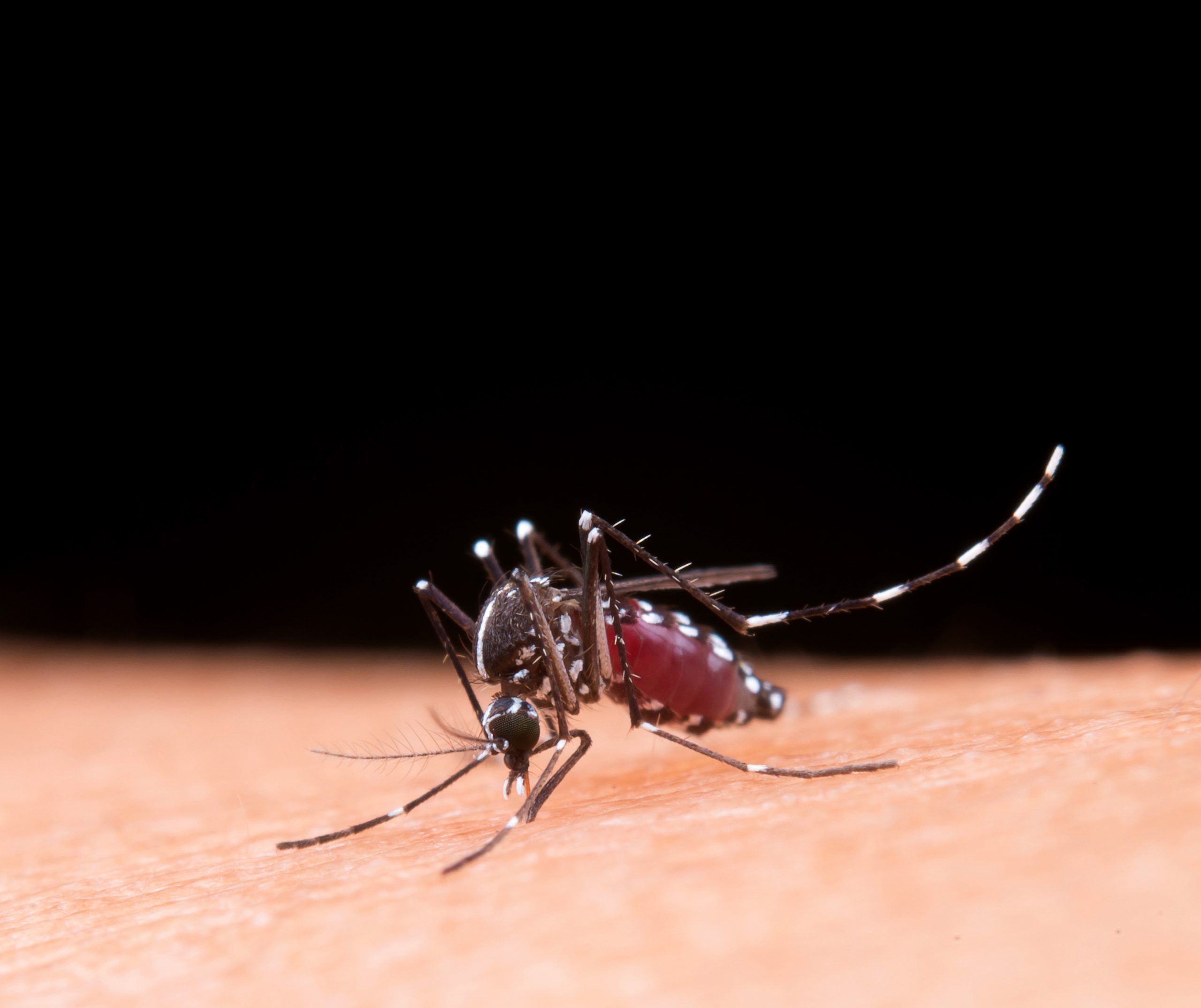 Você está visualizando atualmente Dengue: atenção aos primeiros sinais pode salvar vidas