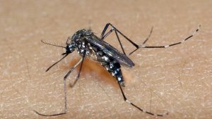 Leia mais sobre o artigo RIO GRANDE DO SUL: estado registra 81 mil casos prováveis e 21 óbitos por dengue em 2025