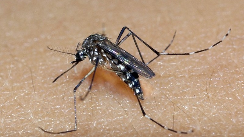 Leia mais sobre o artigo RIO GRANDE DO SUL: estado registra 81 mil casos prováveis e 21 óbitos por dengue em 2025