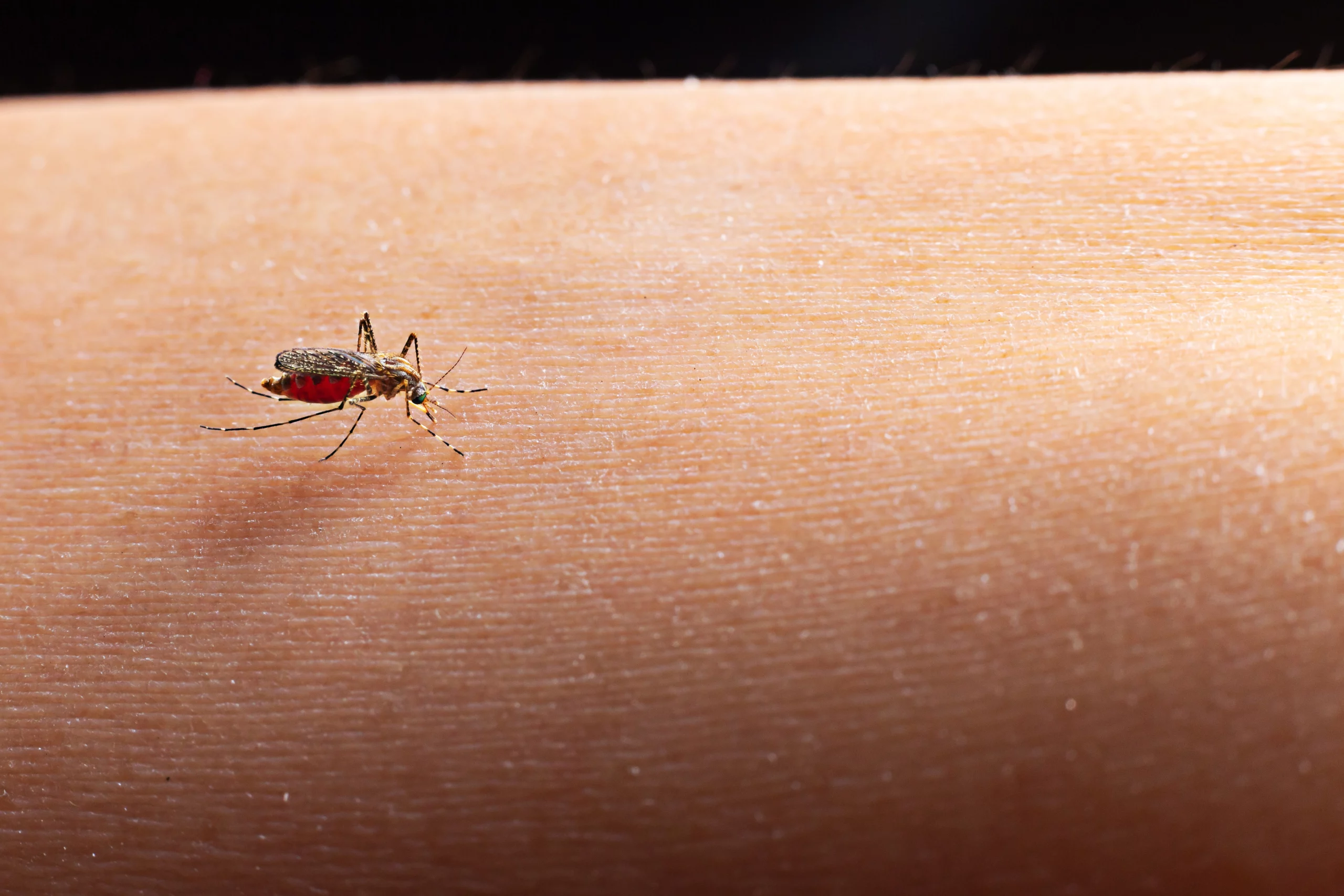 Você está visualizando atualmente Zika e chikungunya: importância de reconhecer sintomas e buscar atendimento médico
