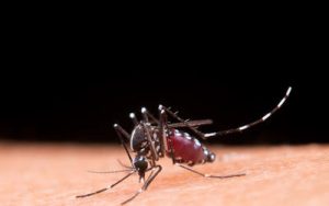 Leia mais sobre o artigo Brasil inaugura maior biofábrica do mundo para produção da bactéria Wolbachia