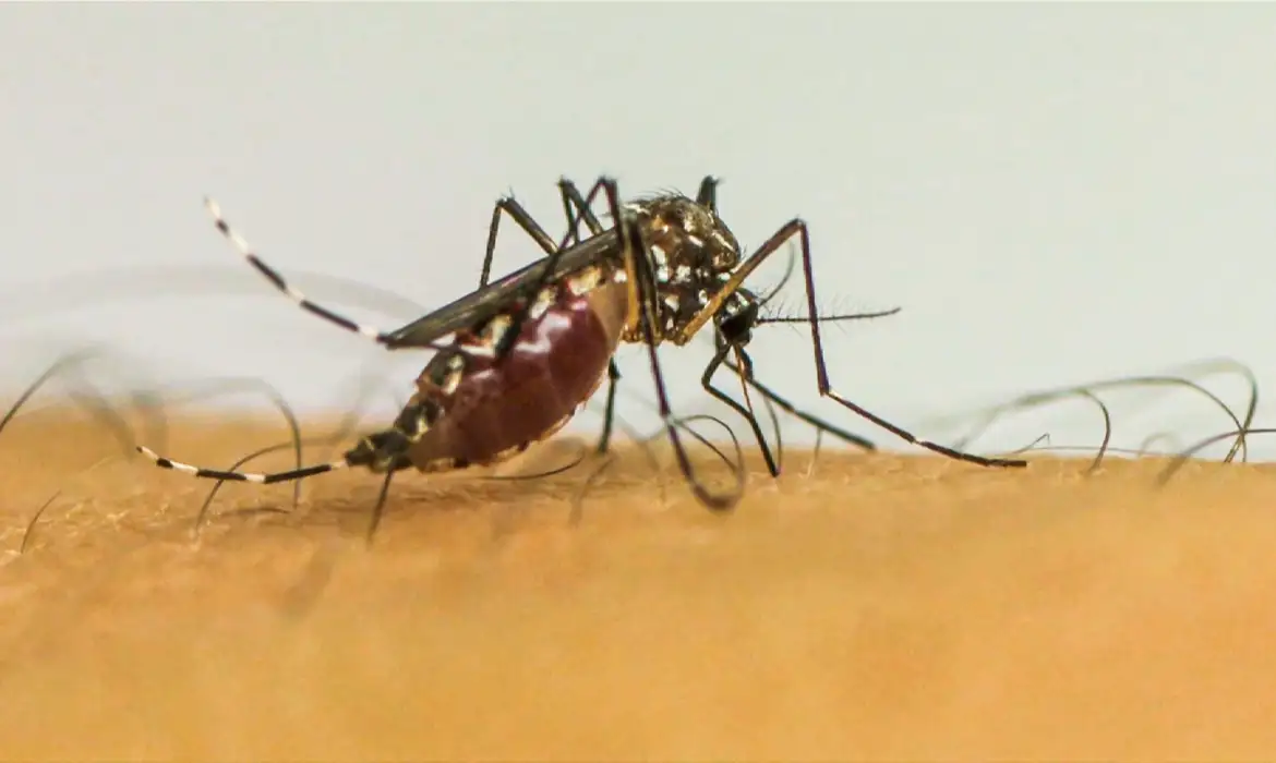 Leia mais sobre o artigo Infecções por Aedes aegypti aumentam risco de complicações no parto