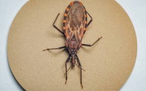 Leia mais sobre o artigo Doença de Chagas: surto em Ananindeua (PA) acende alerta para prevenção da contaminação oral no Brasil